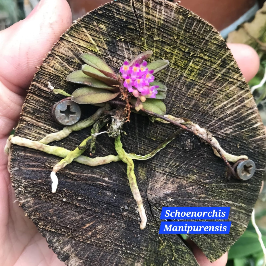 Schoenorchis Manipurensis miniature orchid