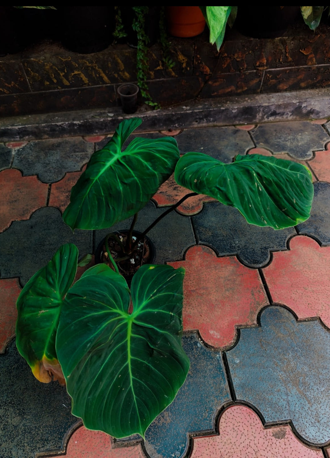 Philodendron EI Choco Red Big Plant (Semishade)
