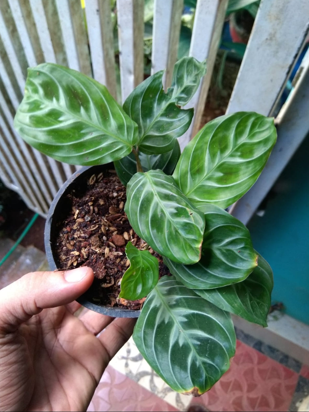 Maranta Cat Moustache