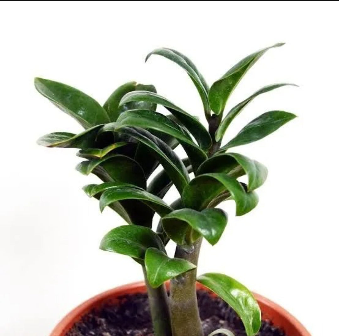 Dwarf ZZ zamioculcas Zamiifolia " Zenzi" plant Good