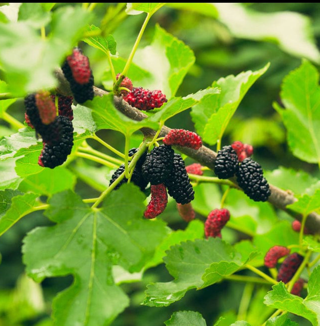 Mulberry fruit plant
