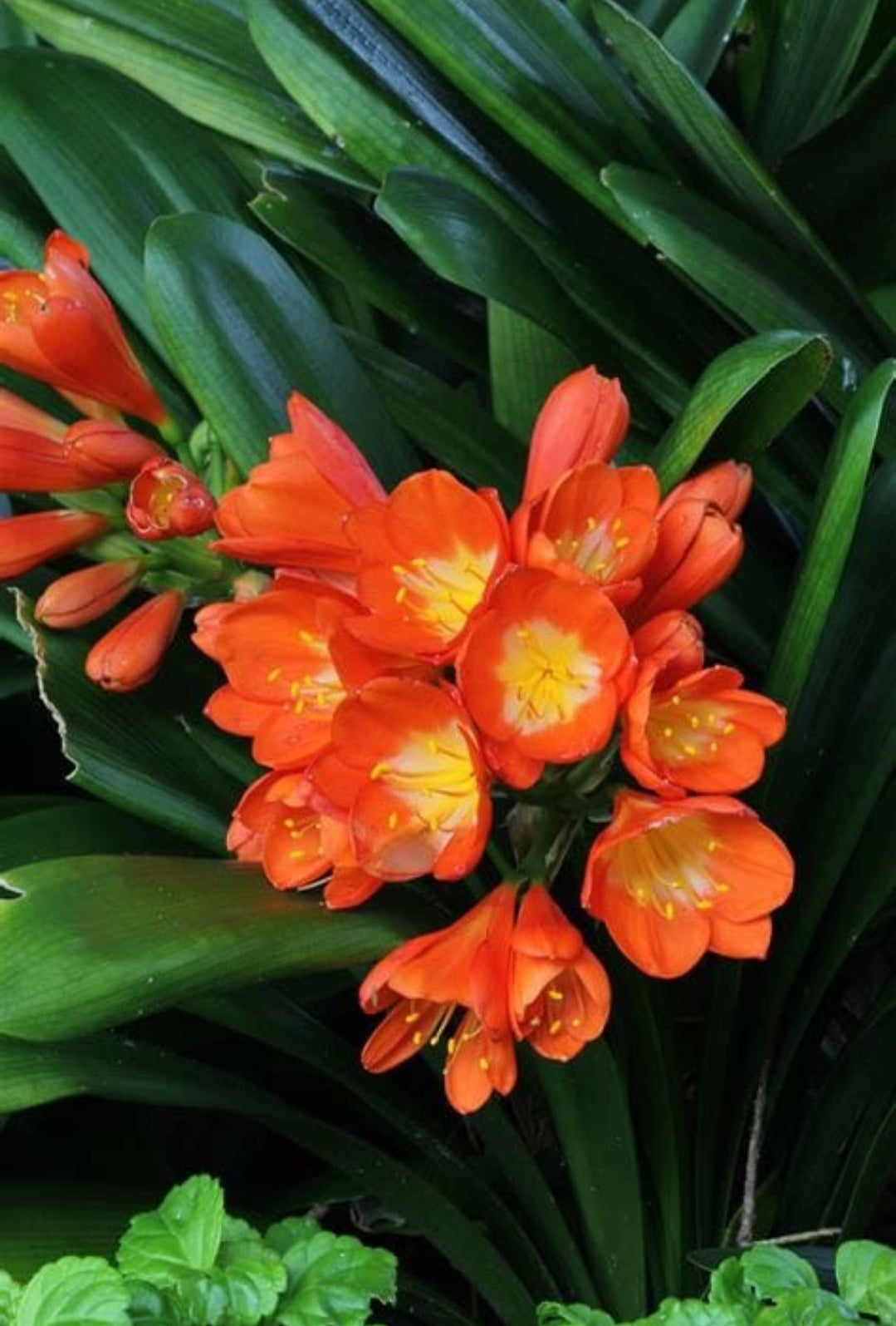 Cilvia Miniata (Orange)