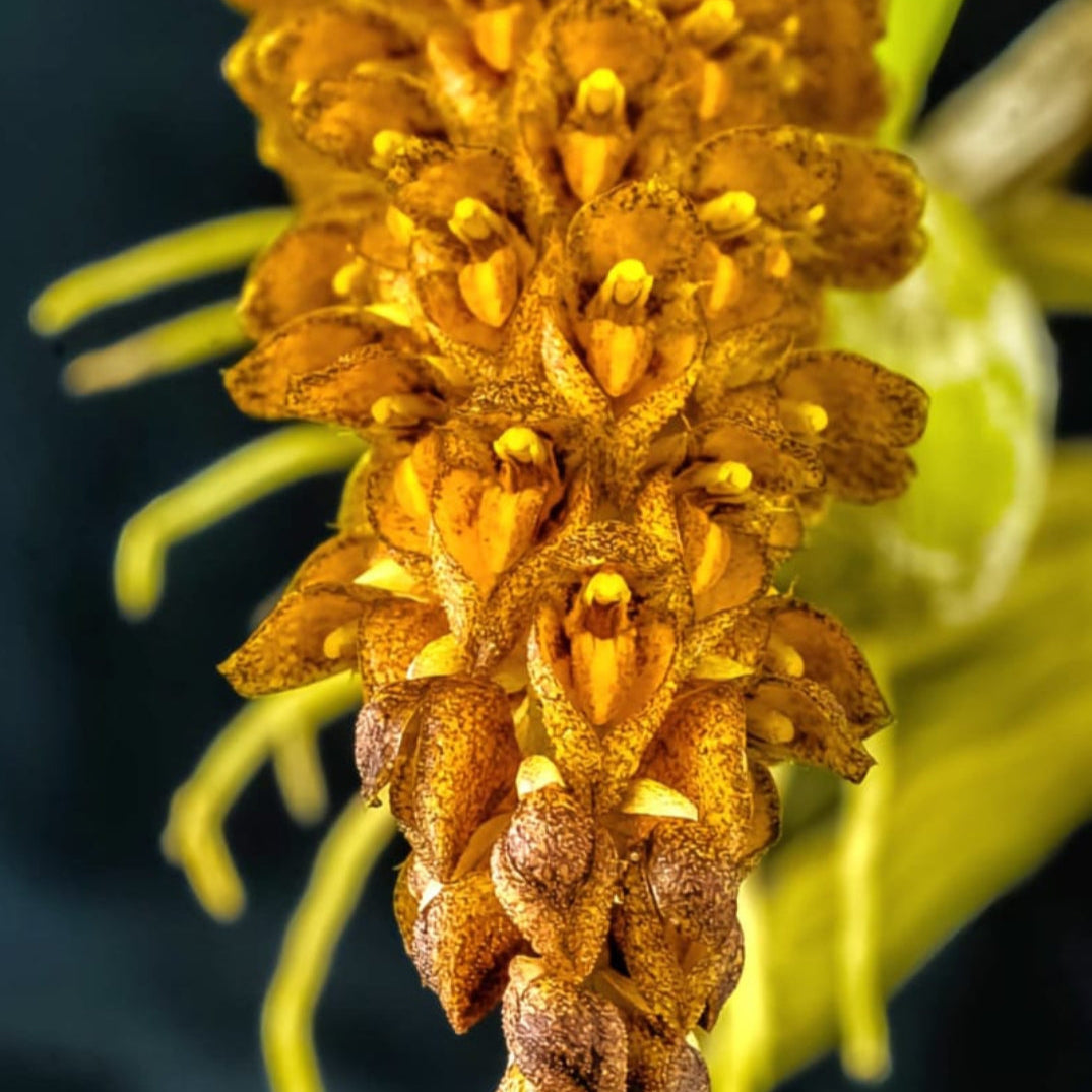 Bulbophyllum Crassipes