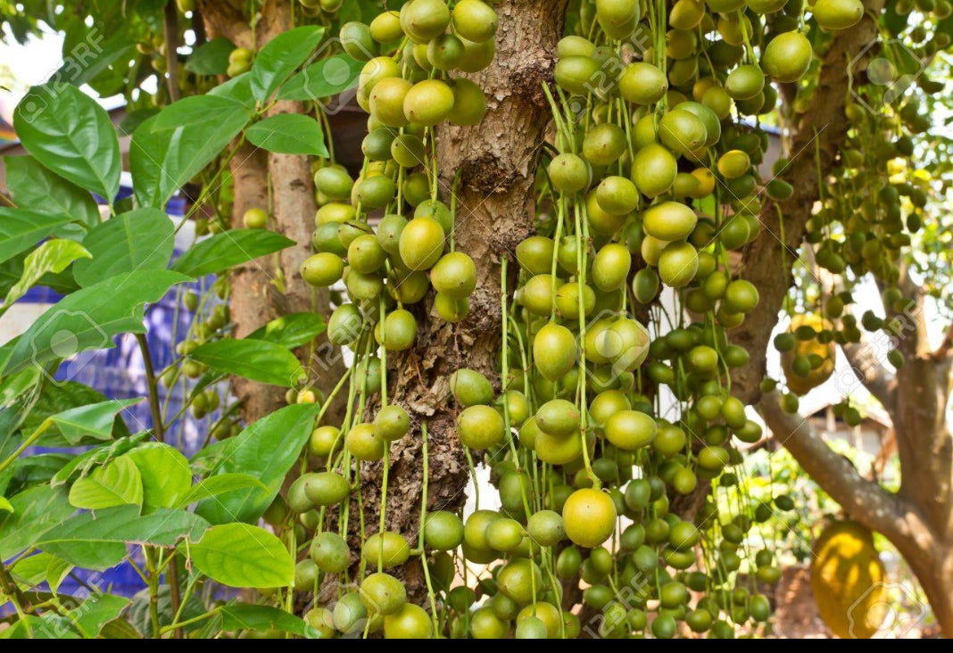 Burmese grapes fruit plant