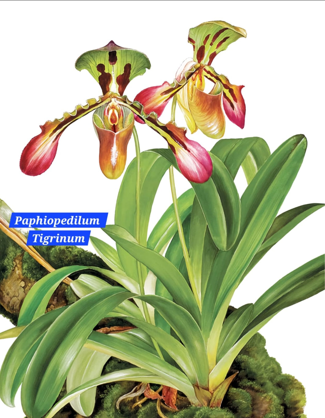Paphiopedilum Tigrinum