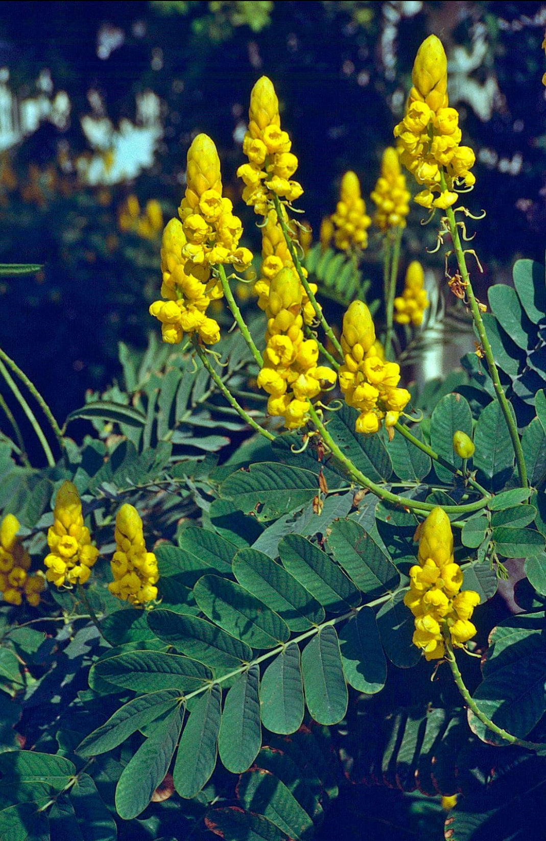 Casia alata flowering tree plant