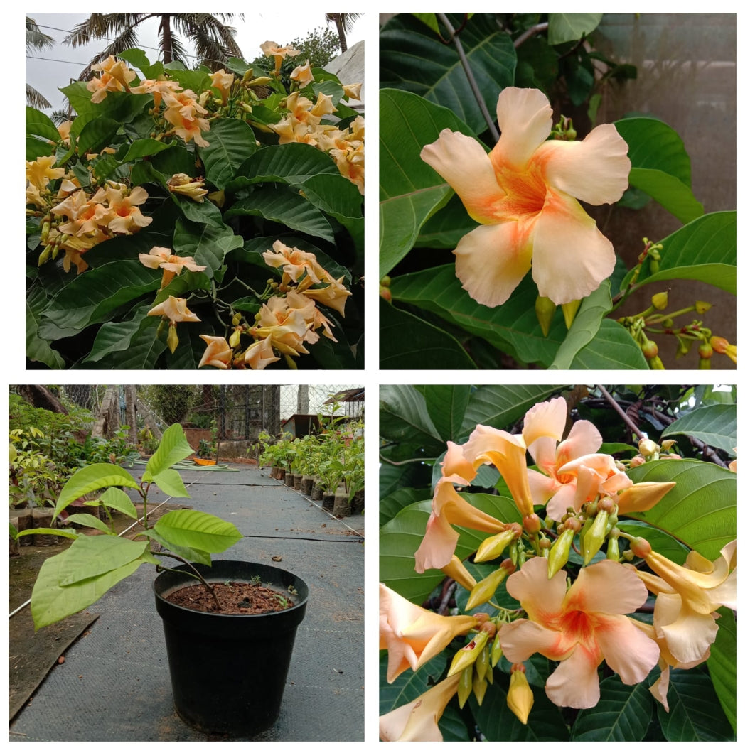 Odontadenia Macrantha Plant | Large Yellow Trumpet Flowering Creeper