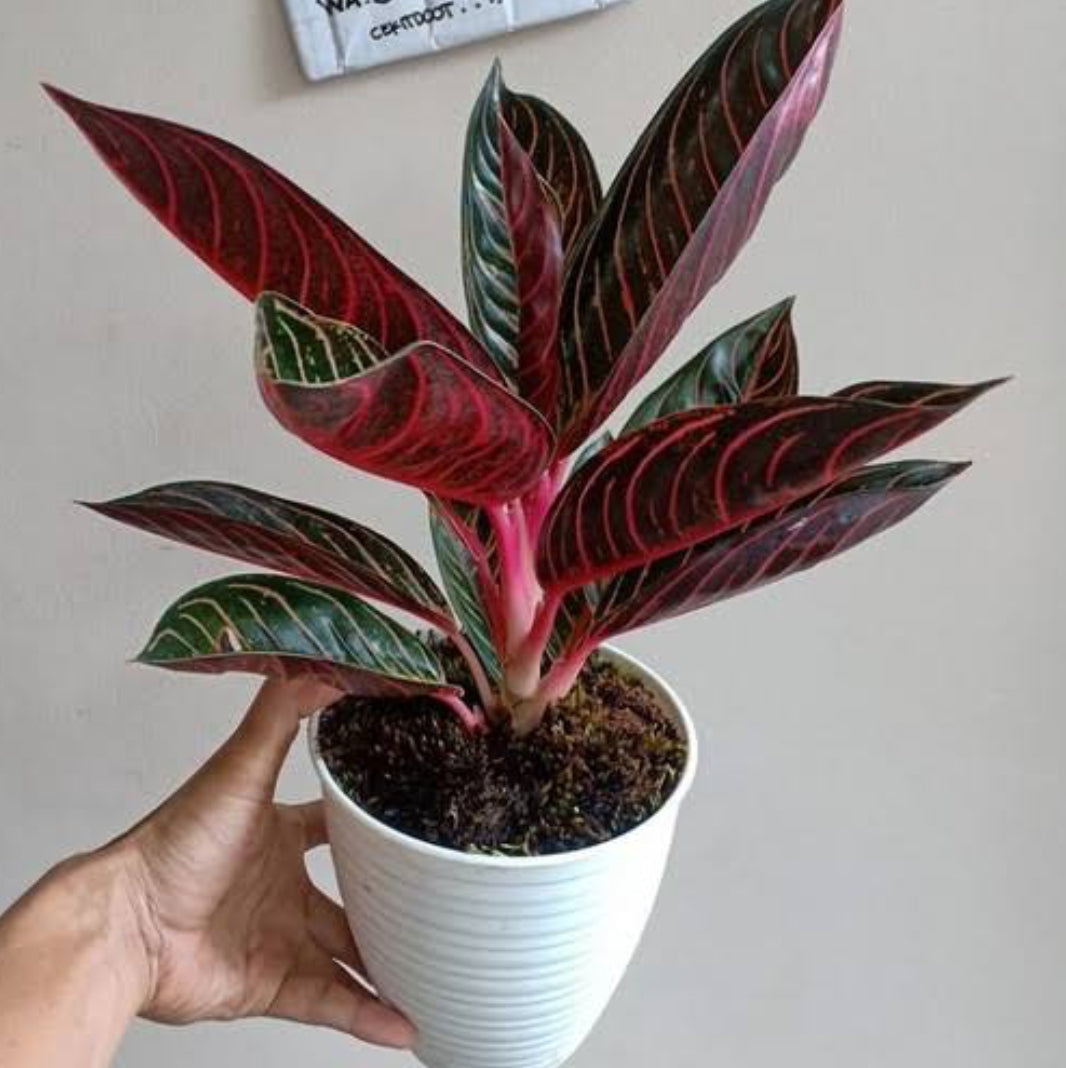 aglaonema sumatra Aglaonema Sumatra – ASHIYANA STORE