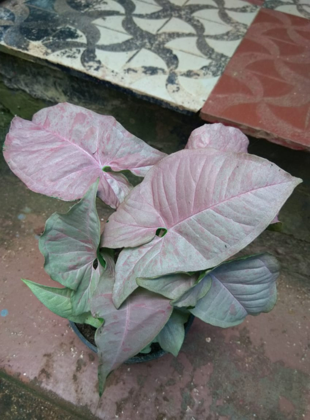 Syngoniyam pink spot (Semishade plant)