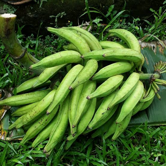 Nendran banana fruit plant|traditional banana varieties
