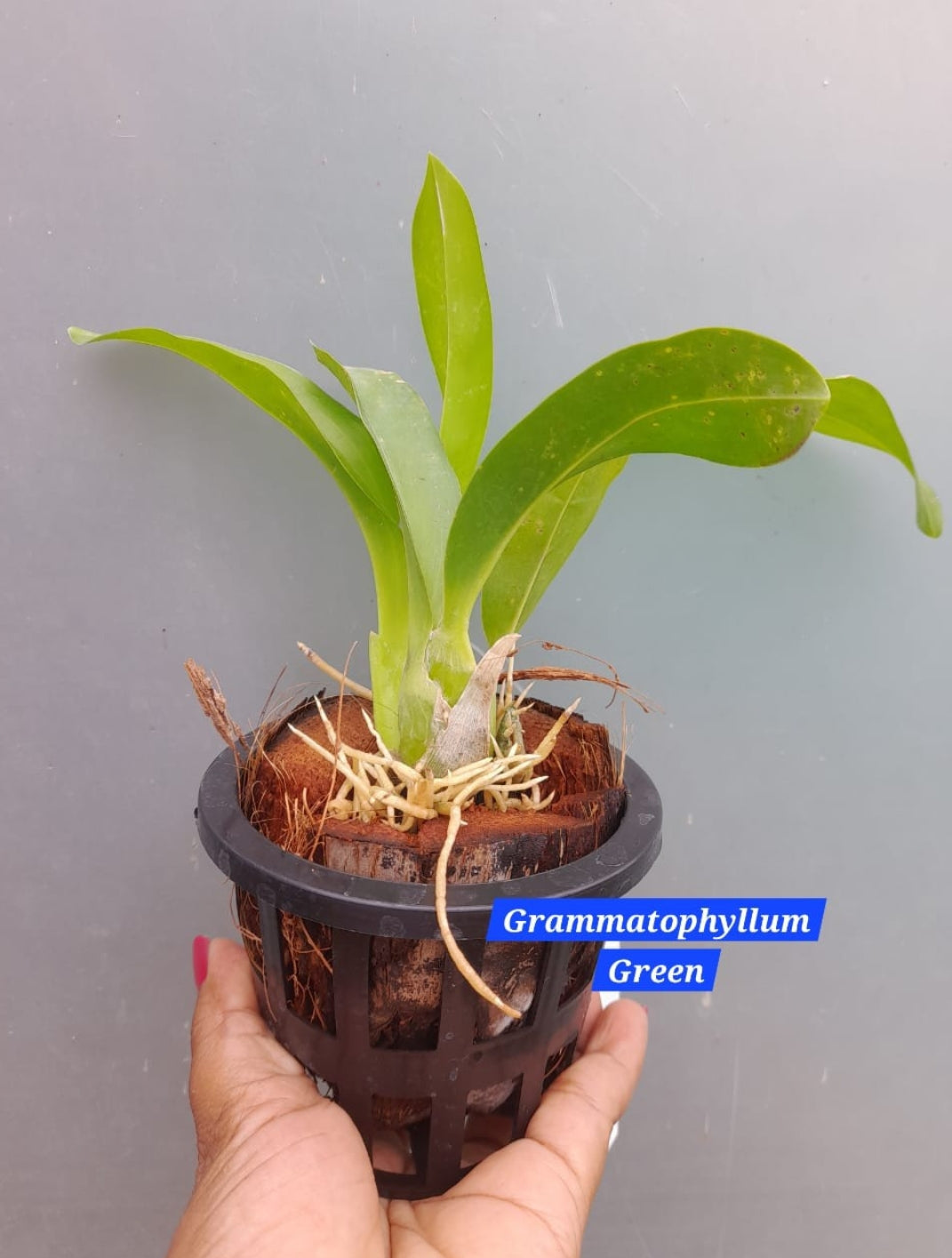 Grammatophyllum Orchid ( pack of 2)