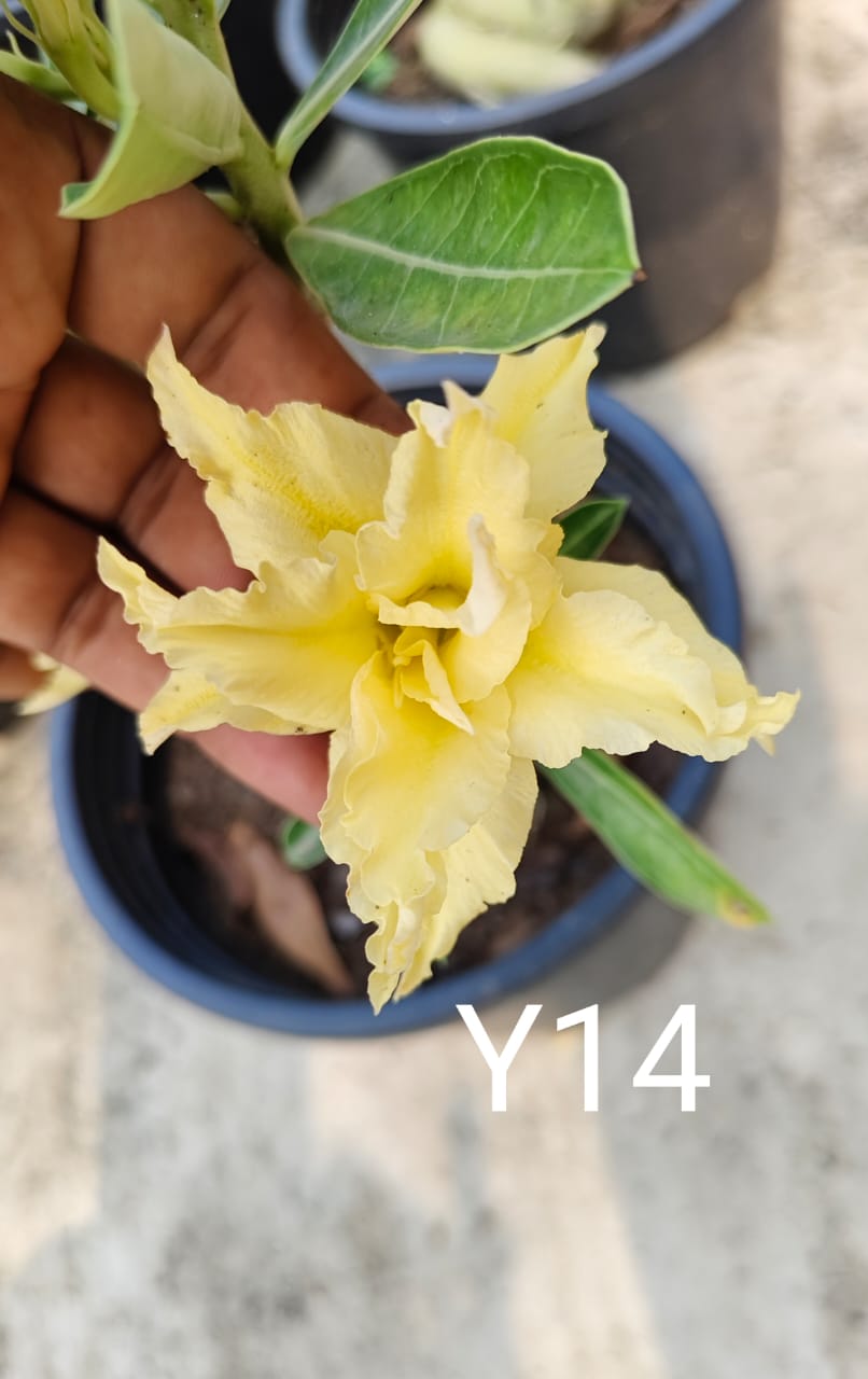Adenium plant (desert rose)light yellow colour flower