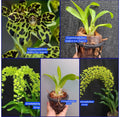 Grammatophyllum Orchid ( pack of 2)