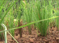 Ramacham medical plant