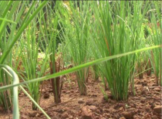 Ramacham medical plant
