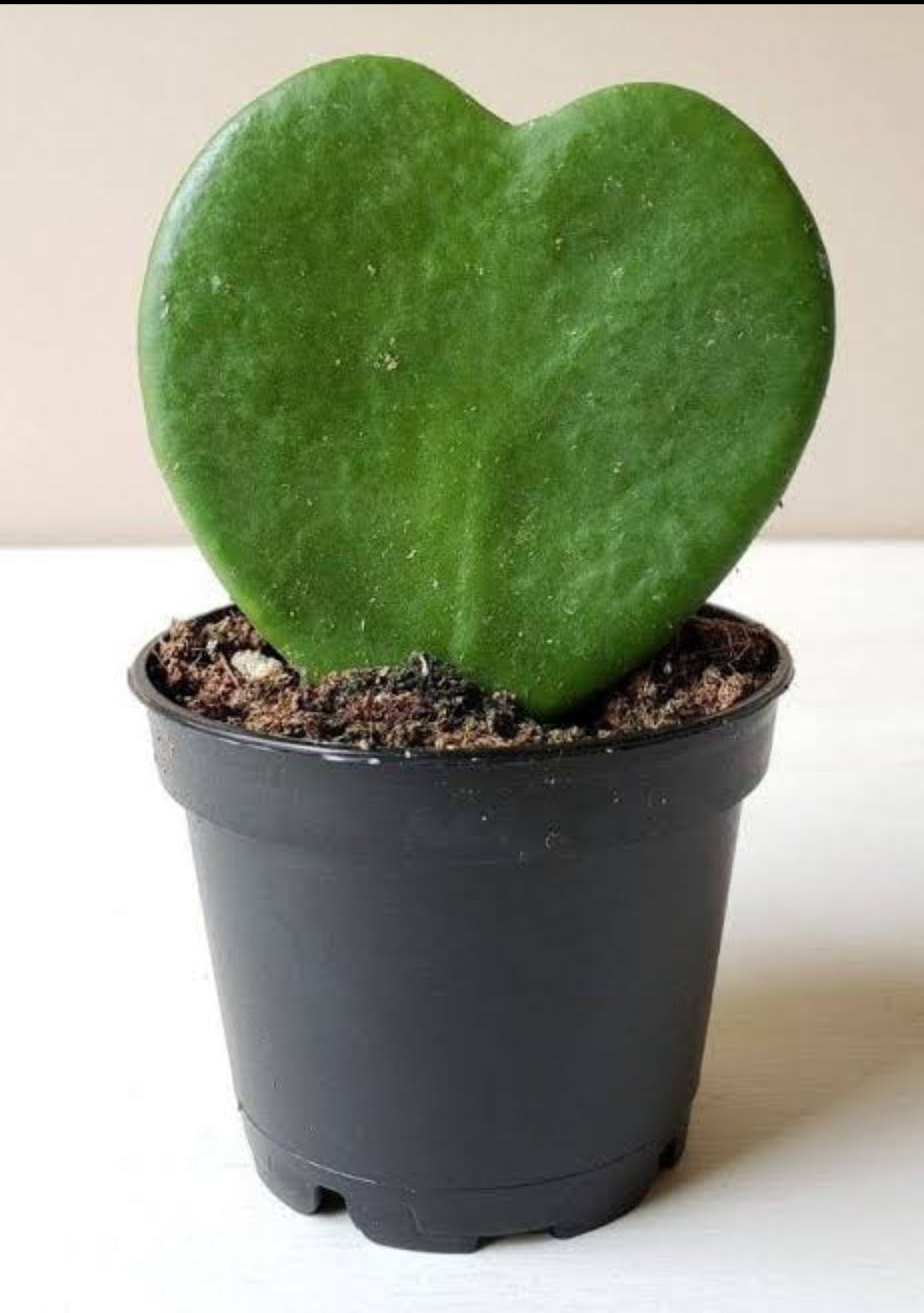 Heart Hoya (Outdoor)