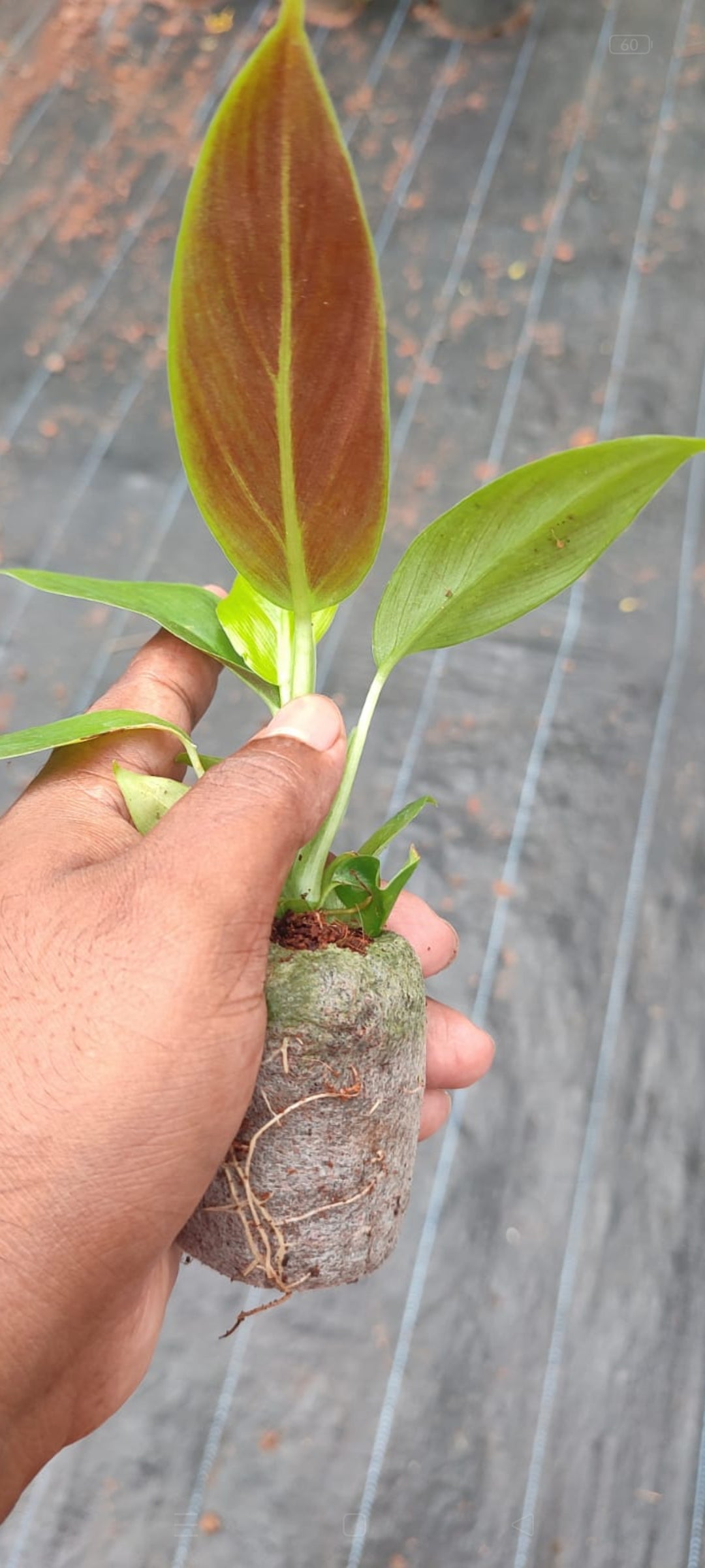 Subhastatum Philodendron plant