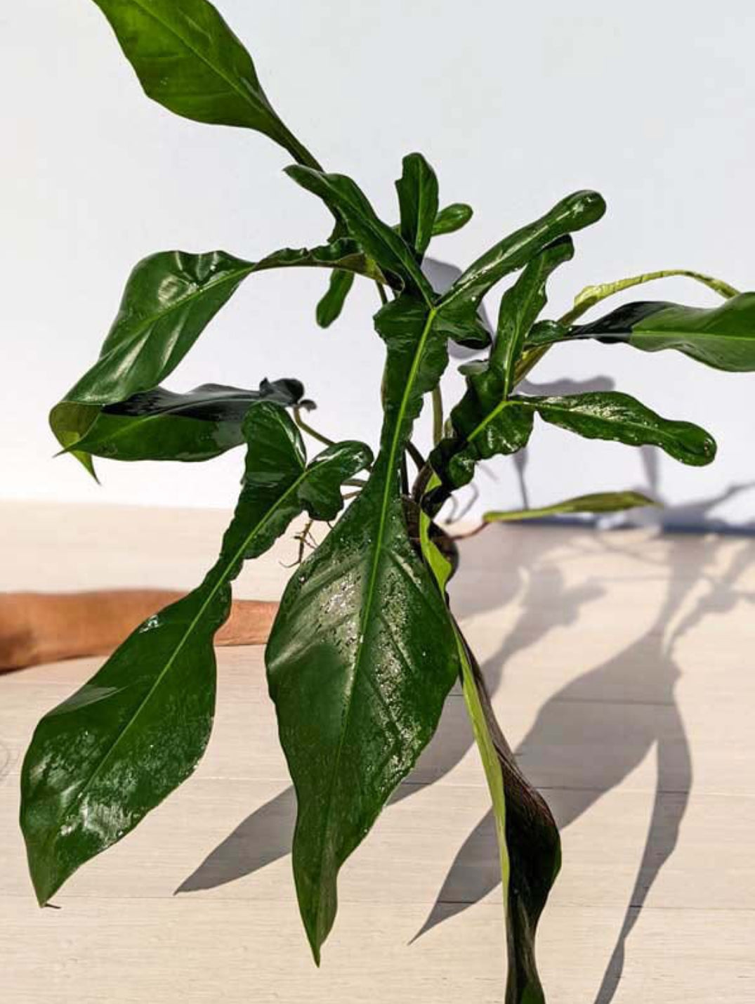joepii philodendron care Philodendron Joepii Node Plant (Semishade) – ASHIYANA STORE