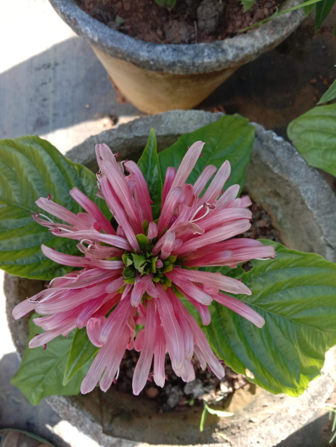 Jacobina pink (Shrub Plant)