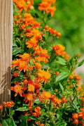 Mexican Flame Vine | Orange Flower Creeper for Balcony & Fences | Pseudogynoxys chenopodioides