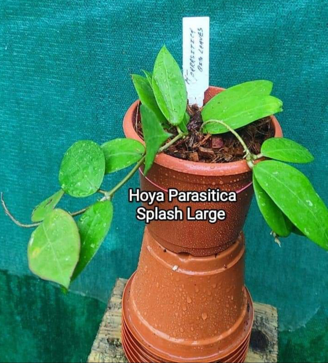 Hoya Parasitica