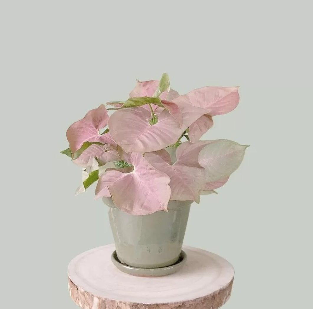 Pink syngonium plant Good