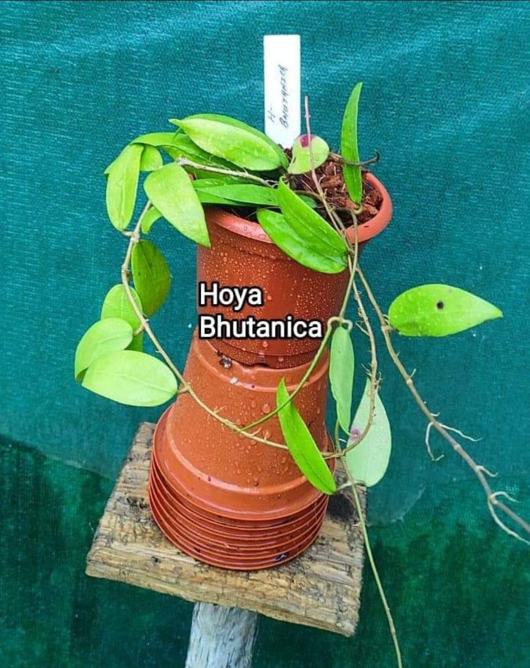 Hoya Bhutanica