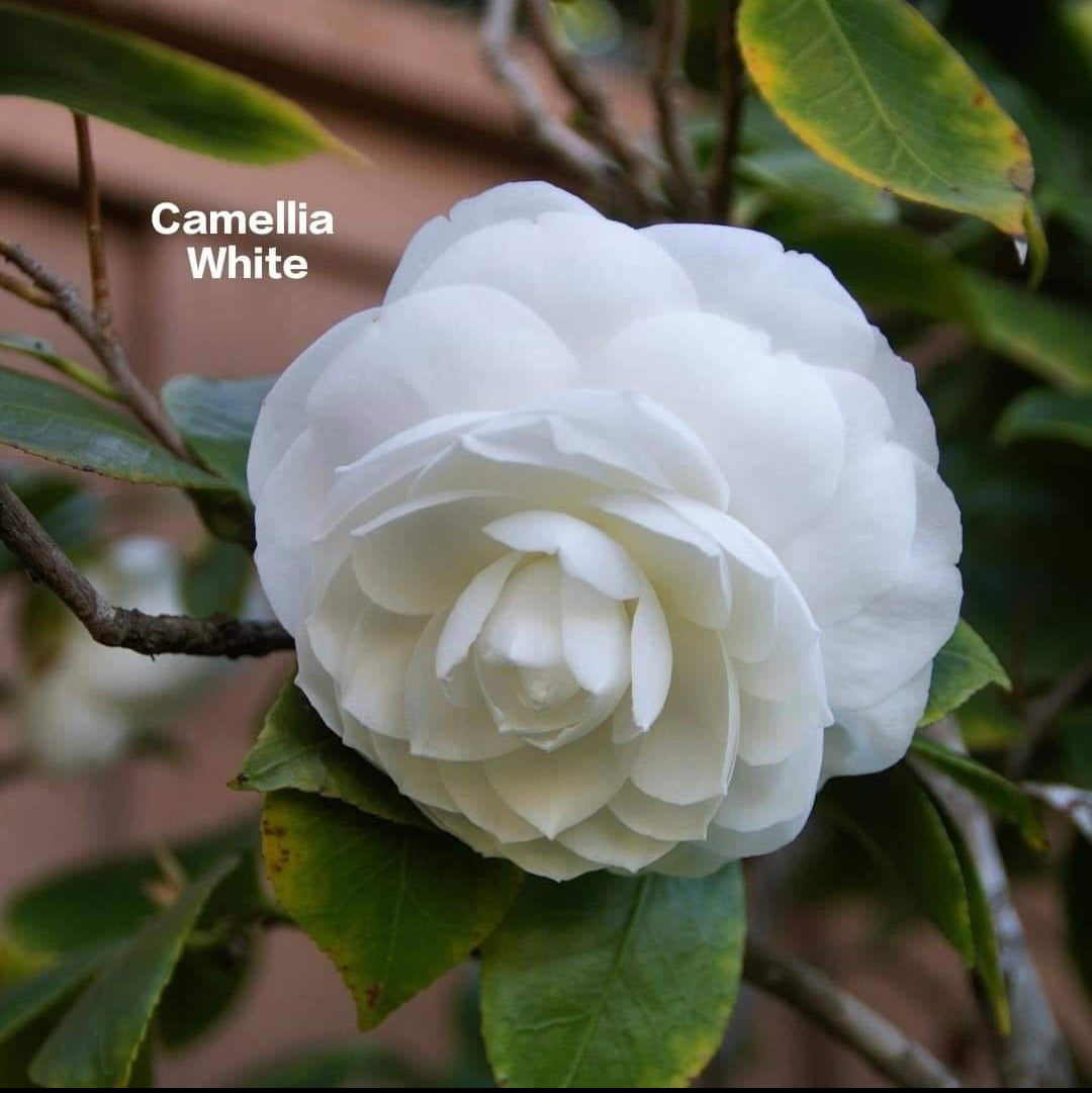 Camelia White