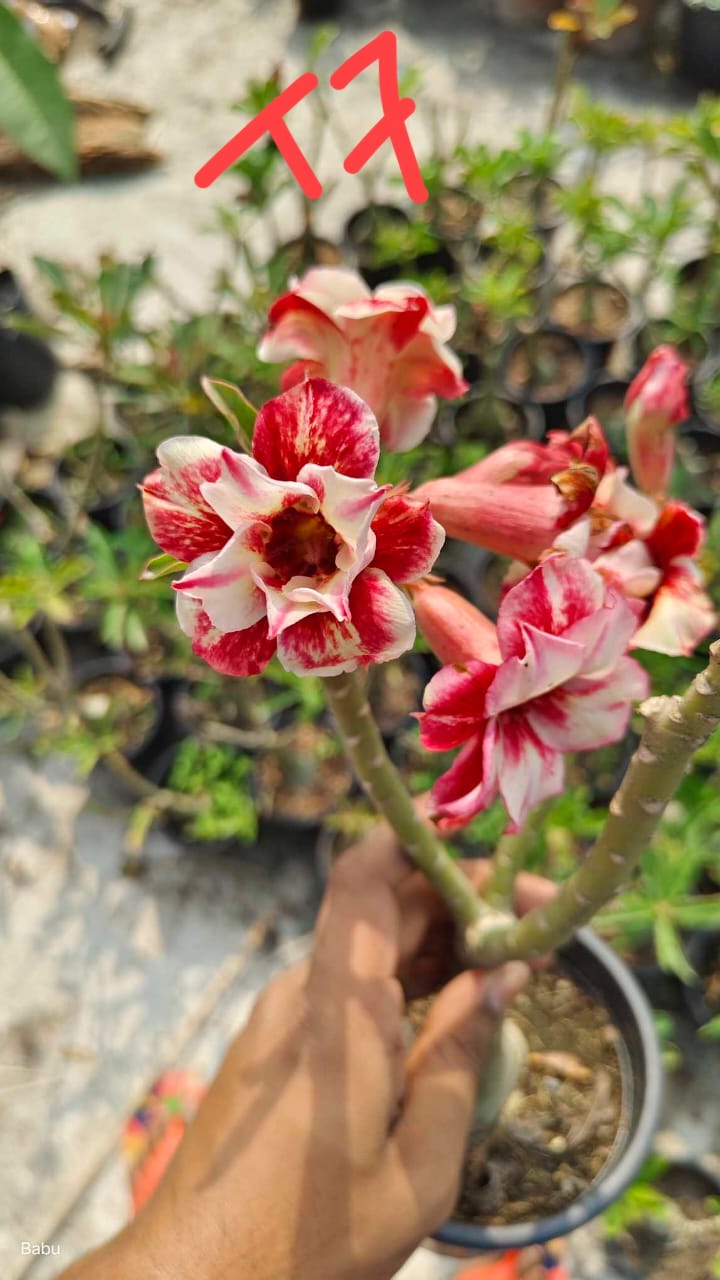 Adenium plant (desert rose) light pink white colour flower