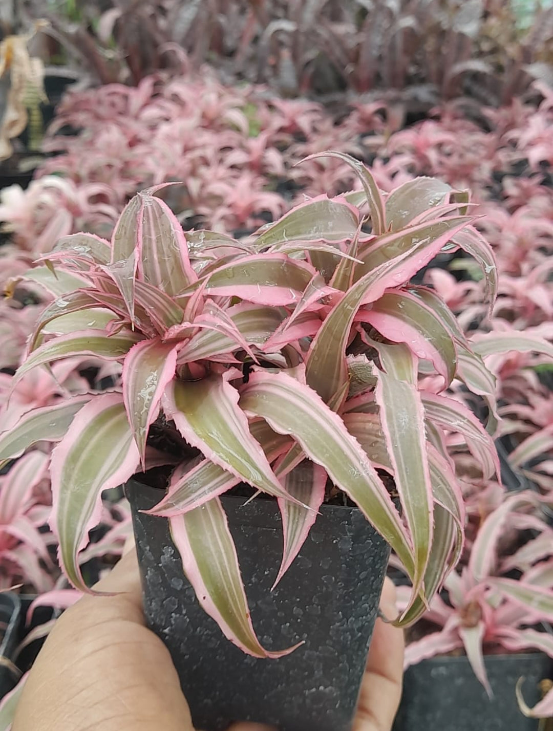 Cryptanthus Varieties (Pack of 7)