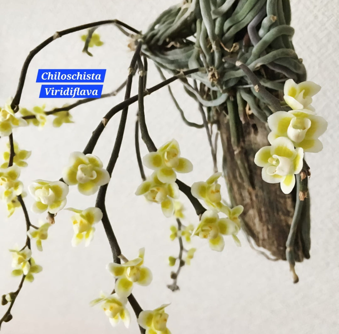 Chiloschista Viridiflora