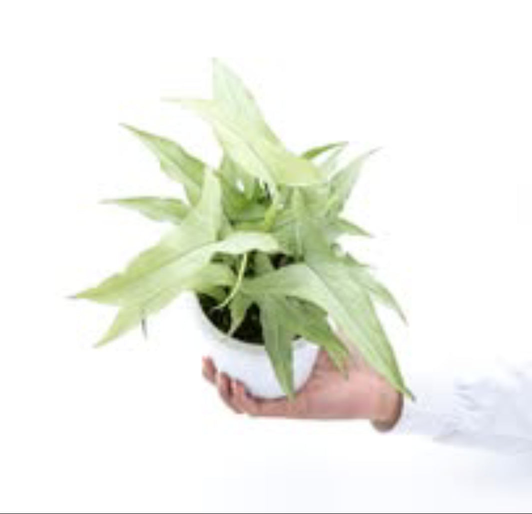 Syngonium White Narrow - Rare plant Good