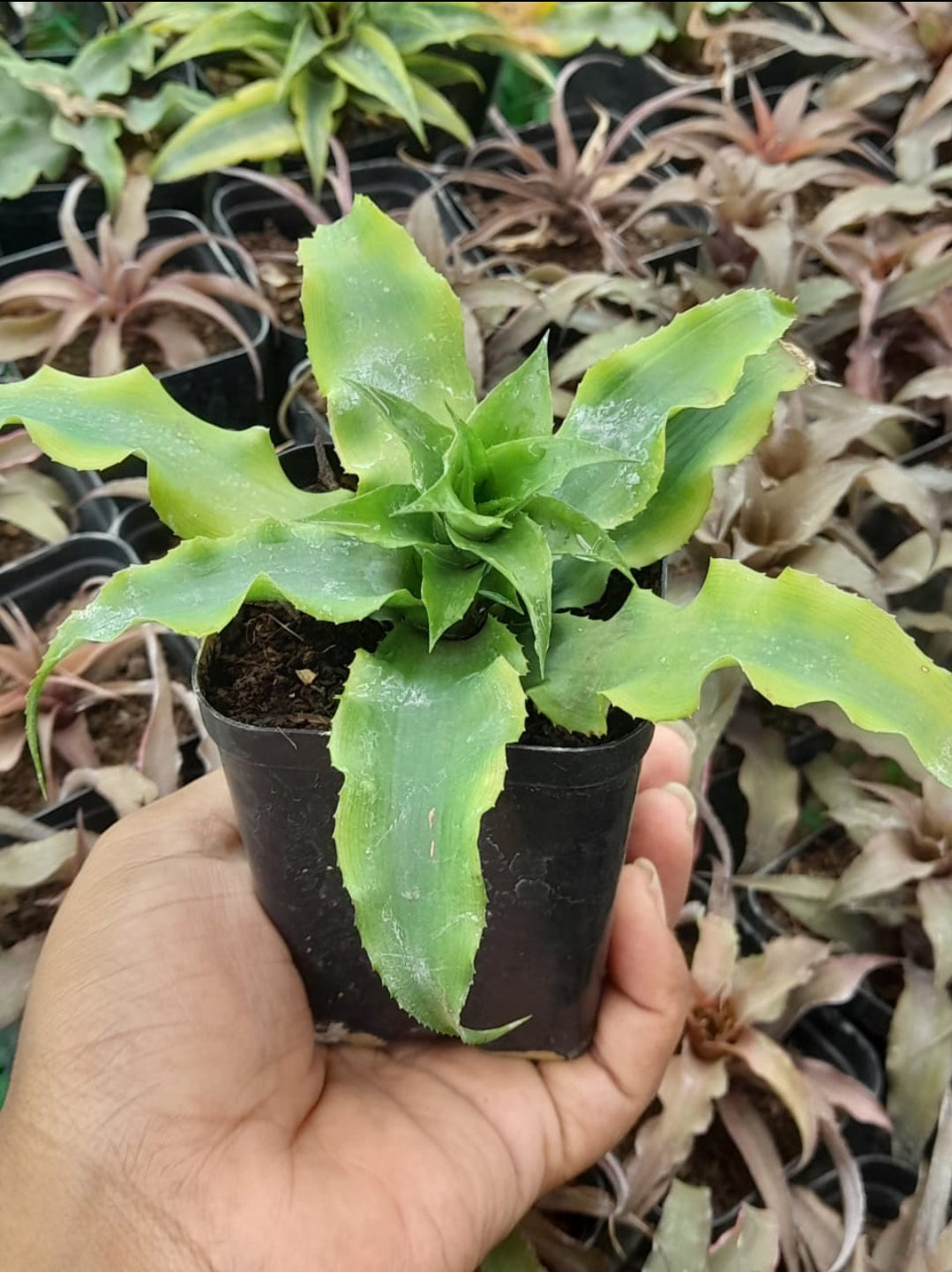 Cryptanthus Varieties (Pack of 7)