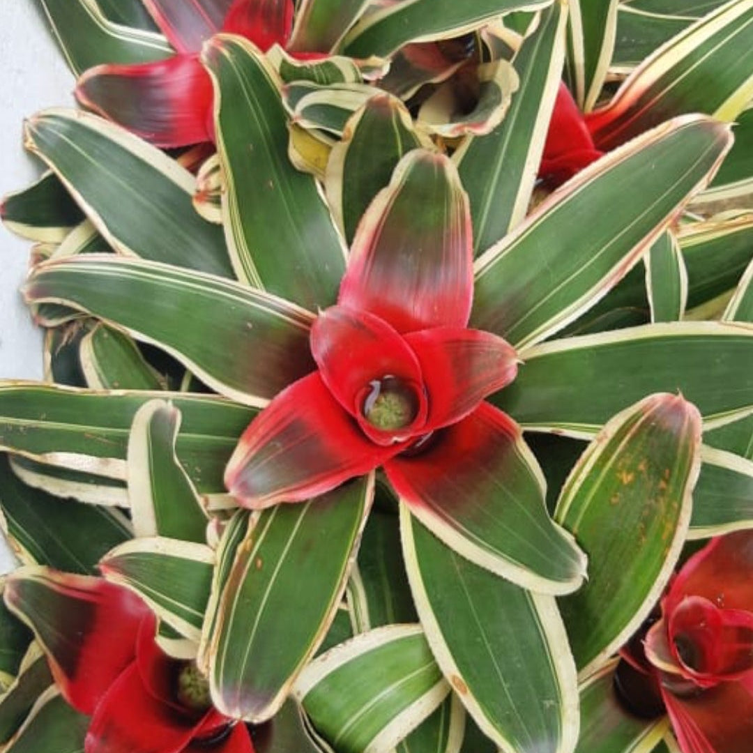 anthurium bromeliad foliage Bromeliads Variegated – ASHIYANA STORE