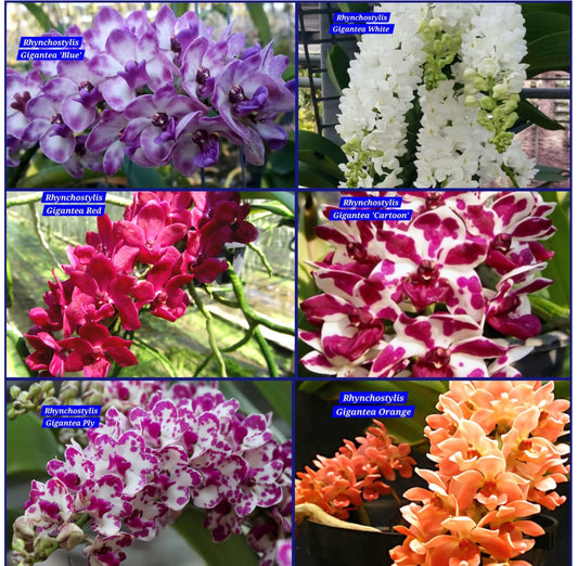 Rhynchostylis exotic (Pack of 6)