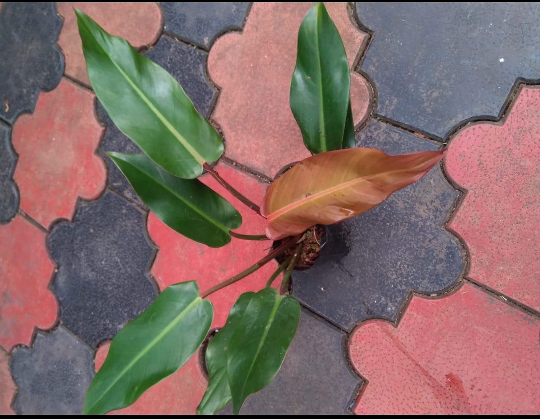 Philodendron Prince Of Albert plant