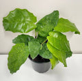 Calathea Musaica - Network