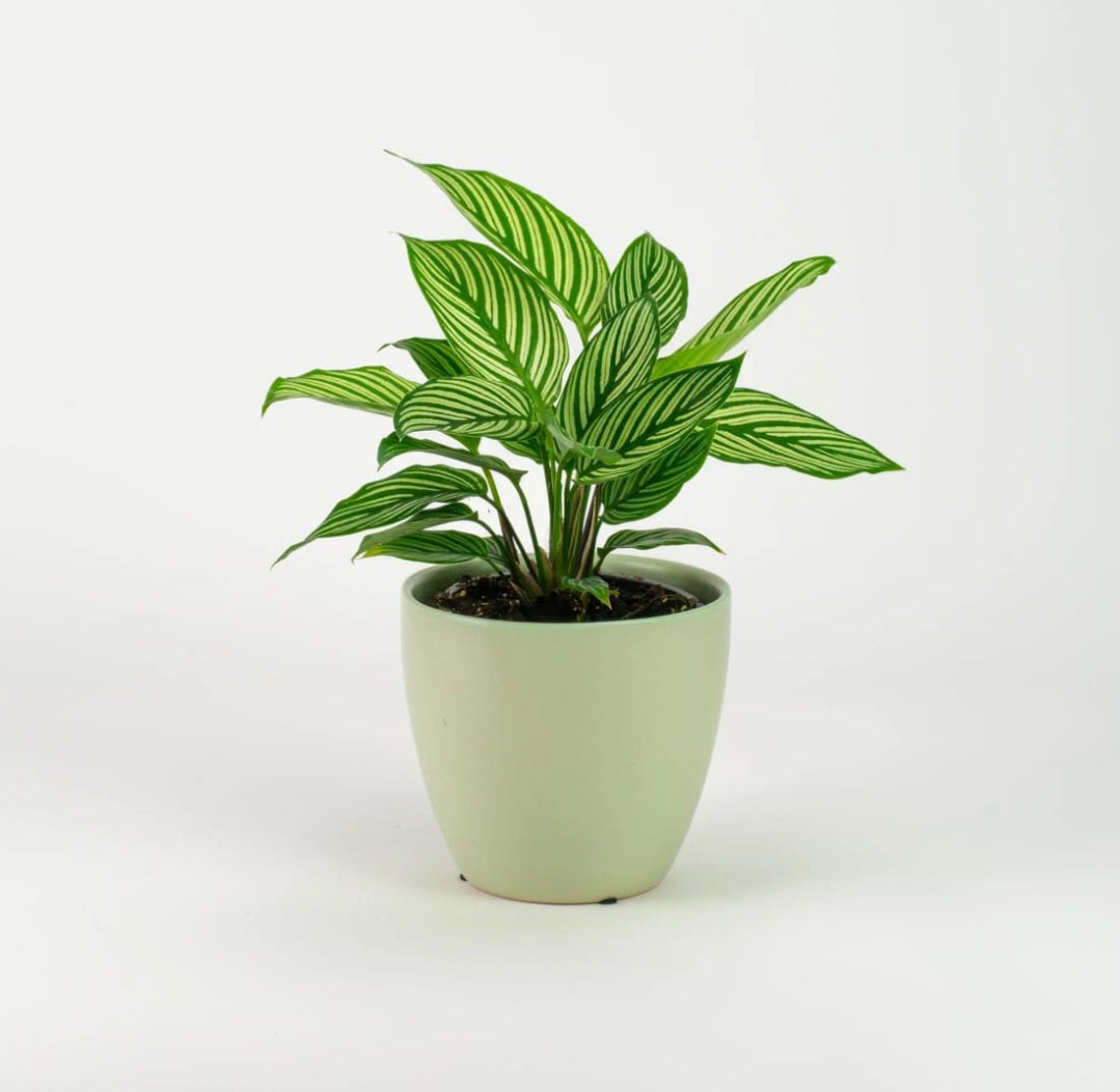 Calathea Vittata Plant