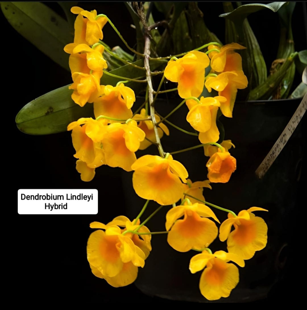 Dendrobium Lindleyi (Hybrid)
