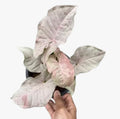 Syngonium 'Pink Spot ' Rare plant Good