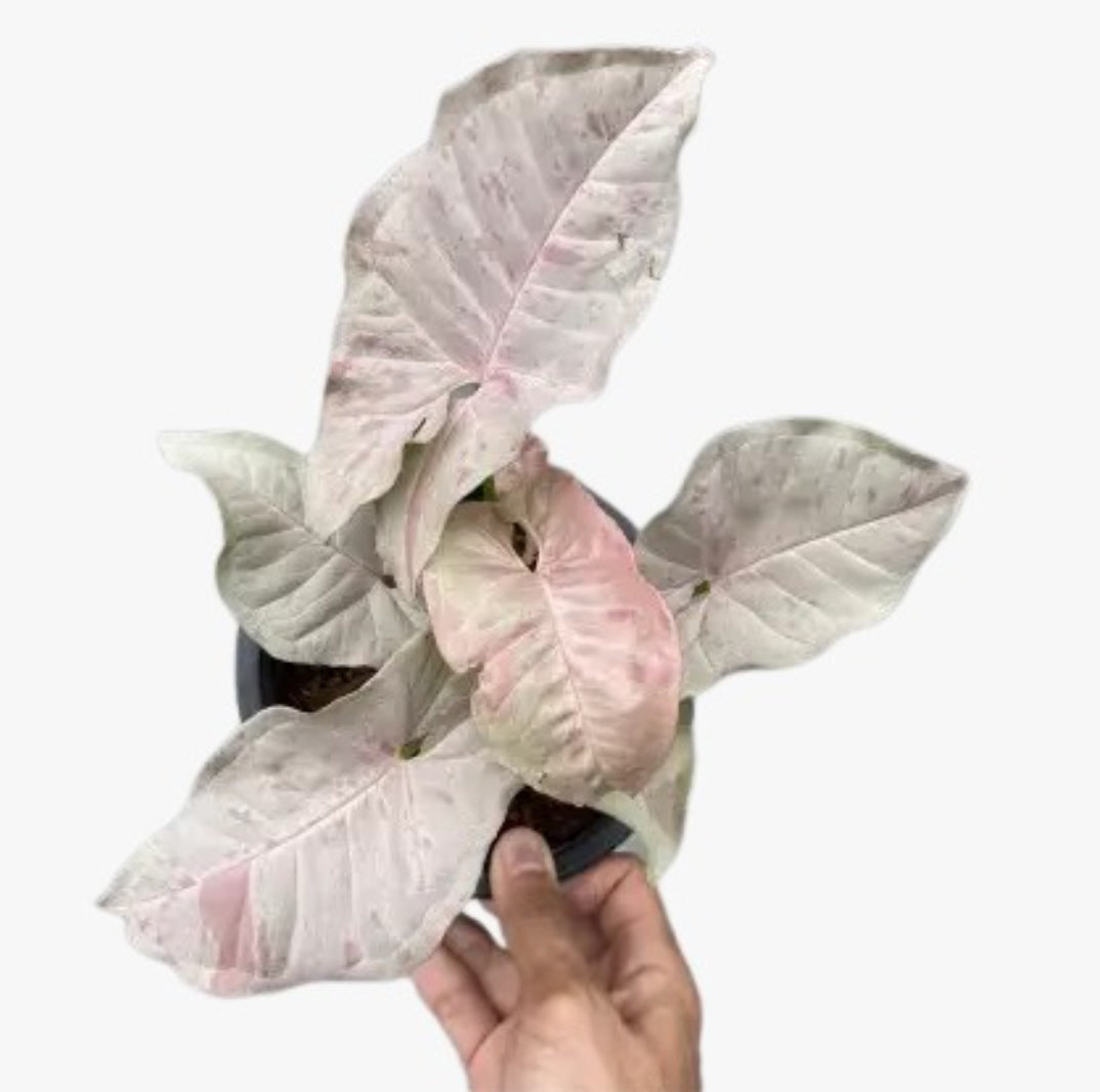 Syngonium 'Pink Spot ' Rare plant Good