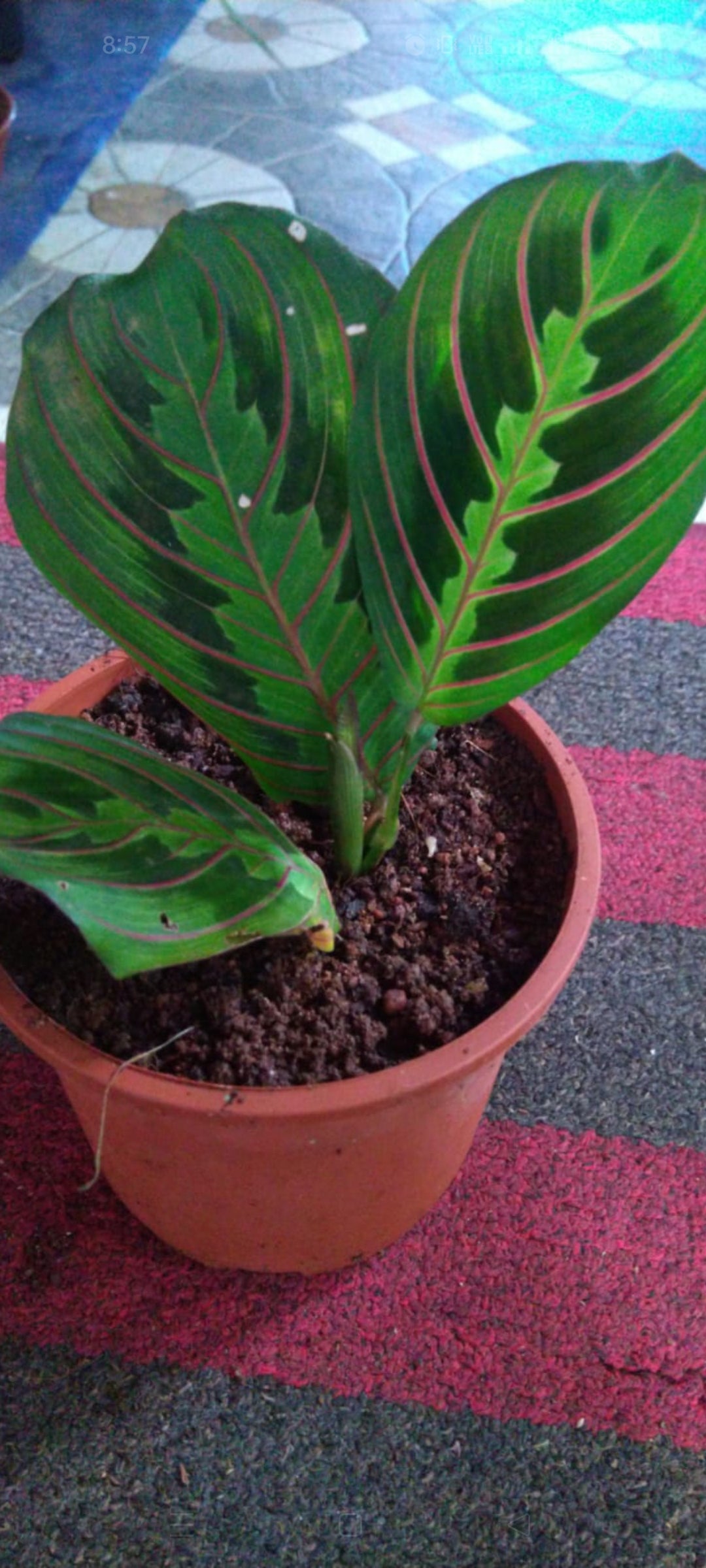 Calathea Prayer Plant