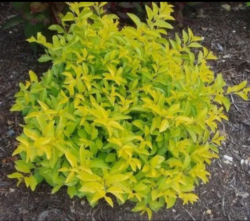 Duranta Yellow landscaping plant