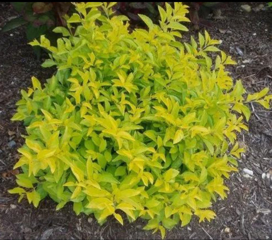 Duranta Yellow landscaping plant