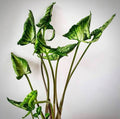 Syngoniyam Godzilla (Semishade plant)