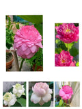 1000 Petals , Karna , White Peony , Americamelia, Thammo, Lotus Tubers (Pack of 5)