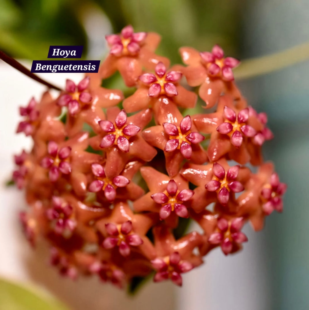 Hoya Lacunosa Ruby Sue