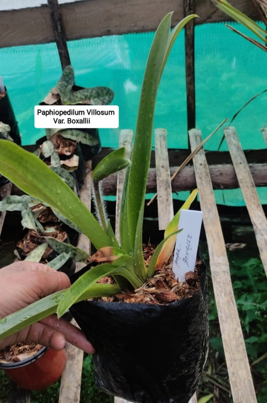 Paphiopedilum Villosum Var. Boxallii