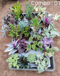 Succulent plant combo pack