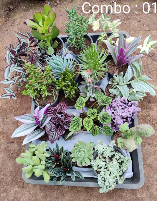 Succulent plant combo pack